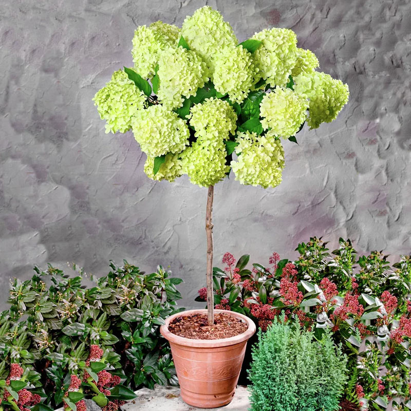 Ziergehölze – Blühende Sträucher und Bäume