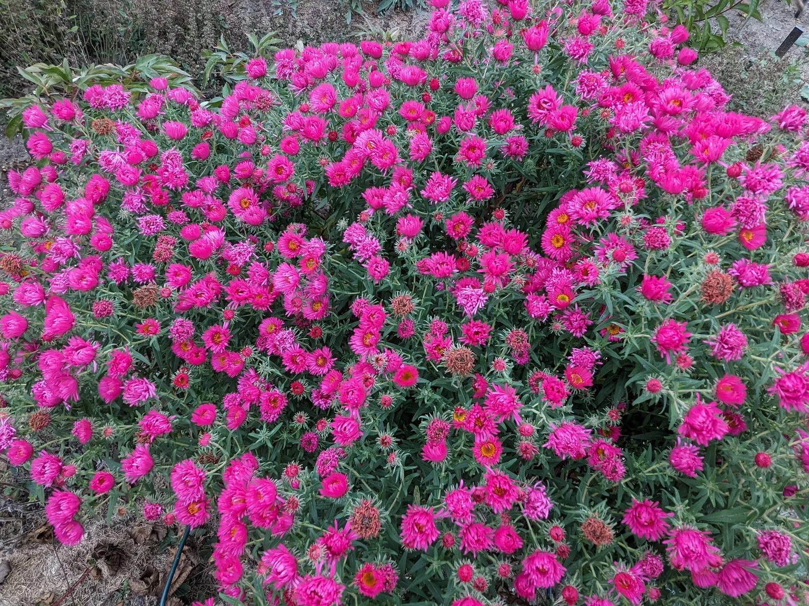 Raublatt Aster Alma Pötschke