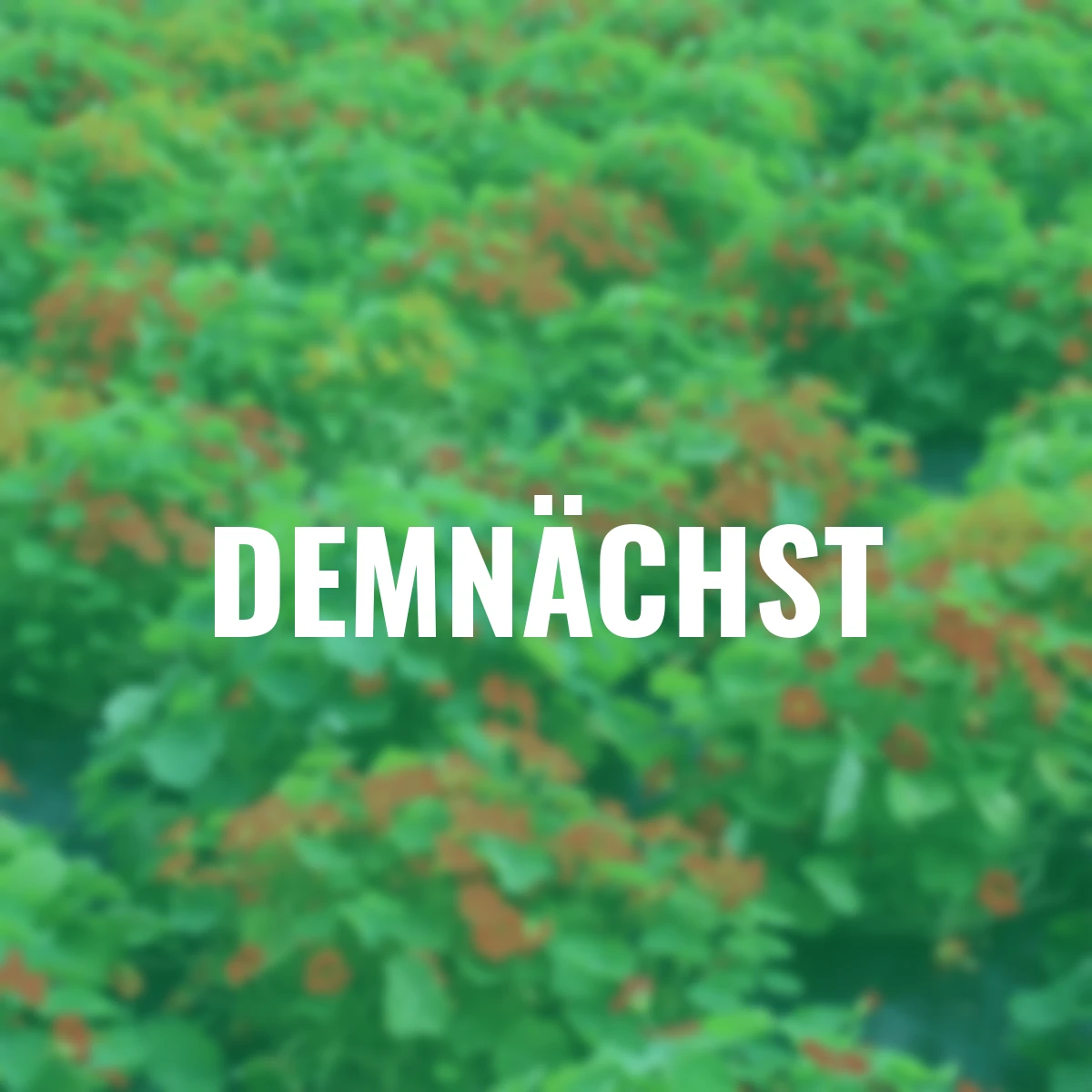 Saatgut-Holzbox Kräutergarten, 7 Saatgut-Sorten