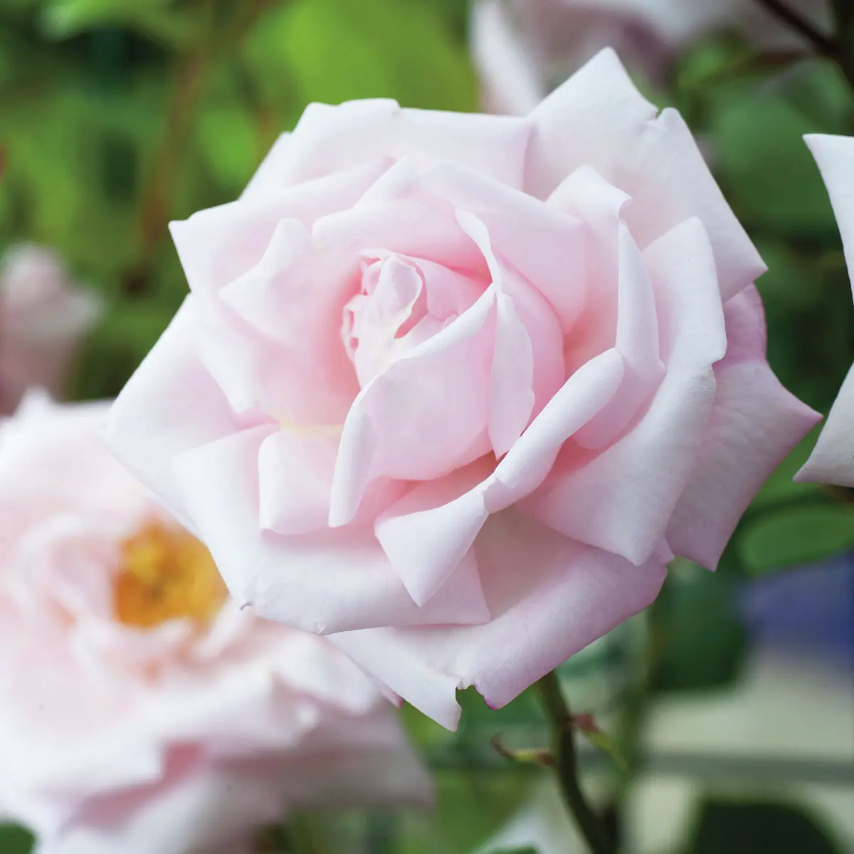 Kletterrose New Dawn