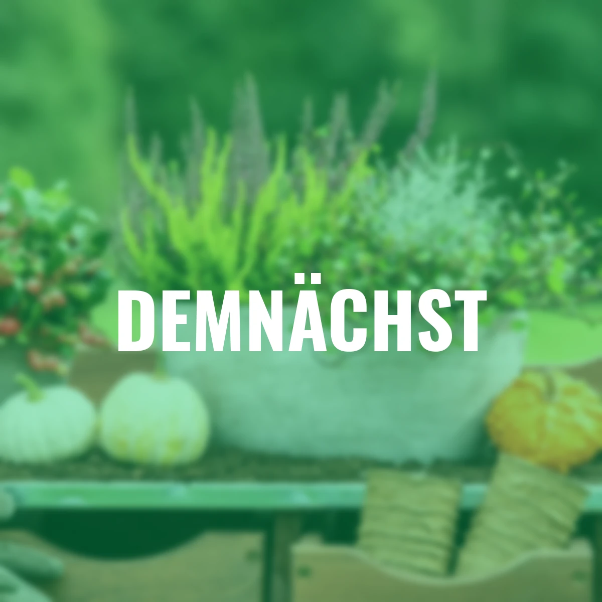 Set Herbstgarten-Quartett