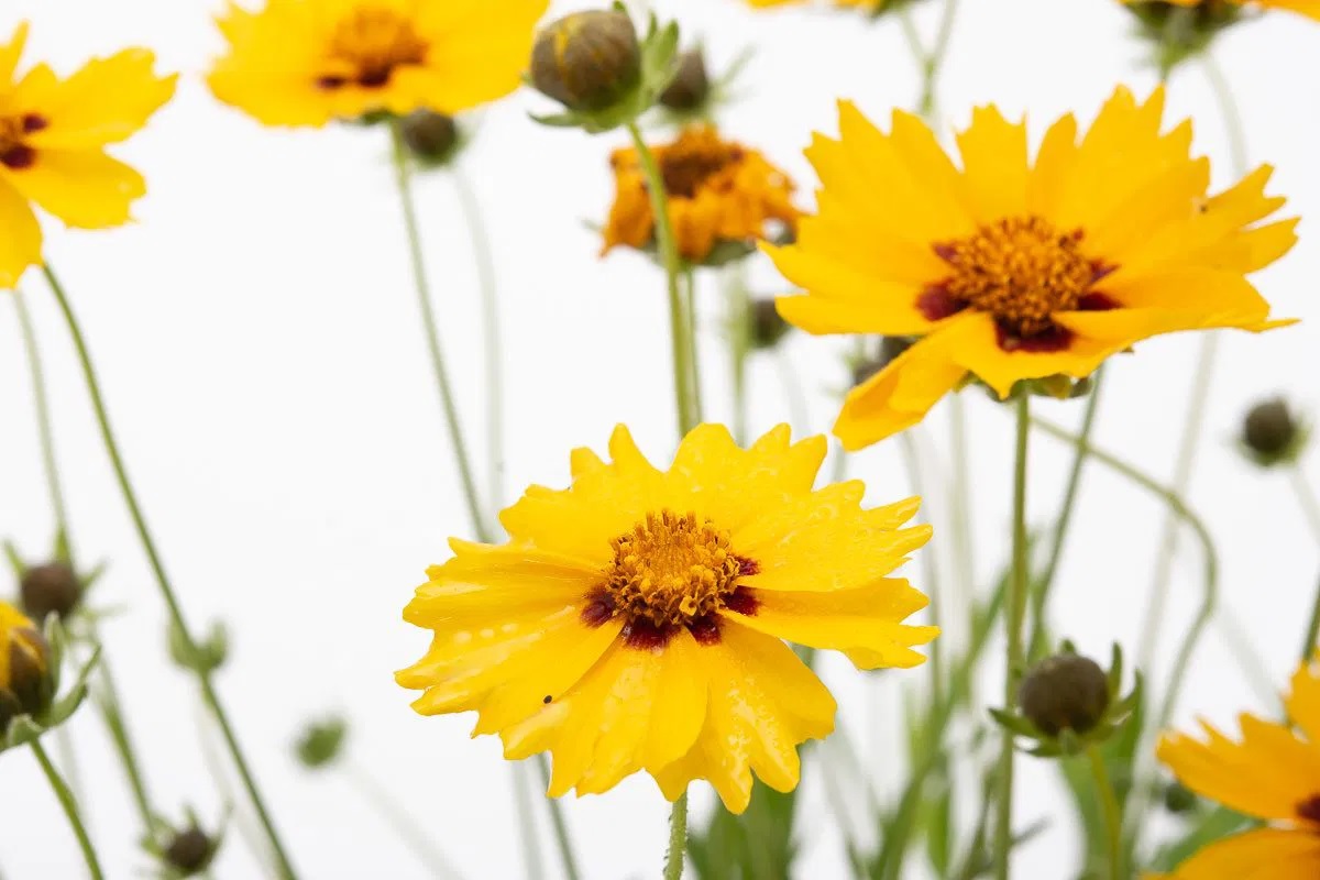 Mädchenauge Sterntaler