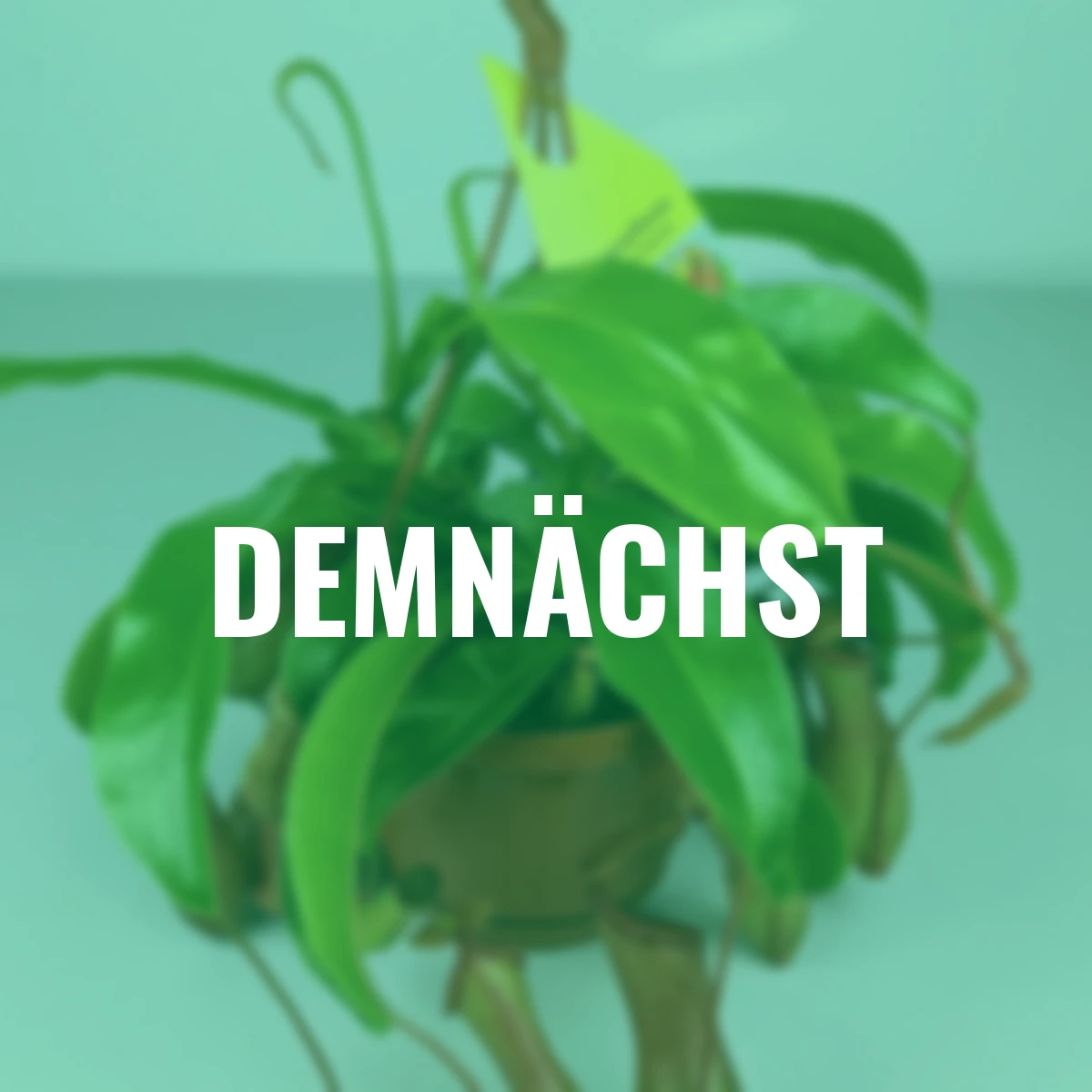 Kannenpflanze, Ampel, Höhe ca. 20-30 cm