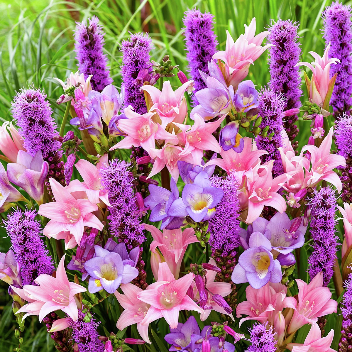 Blumenzwiebel-Set Rosa Herbst