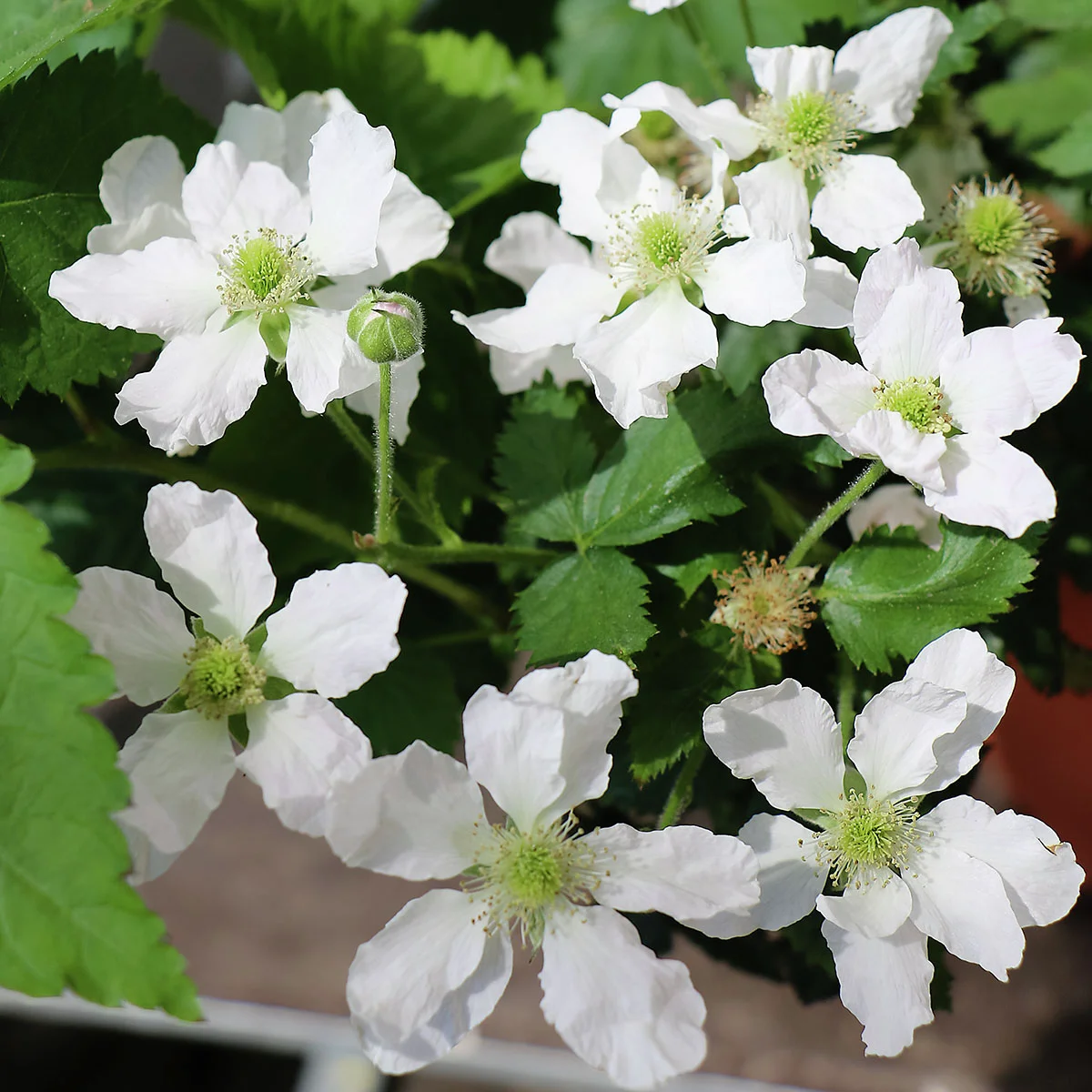 Zwerg-Brombeere Lowberry® Little Black Prince®