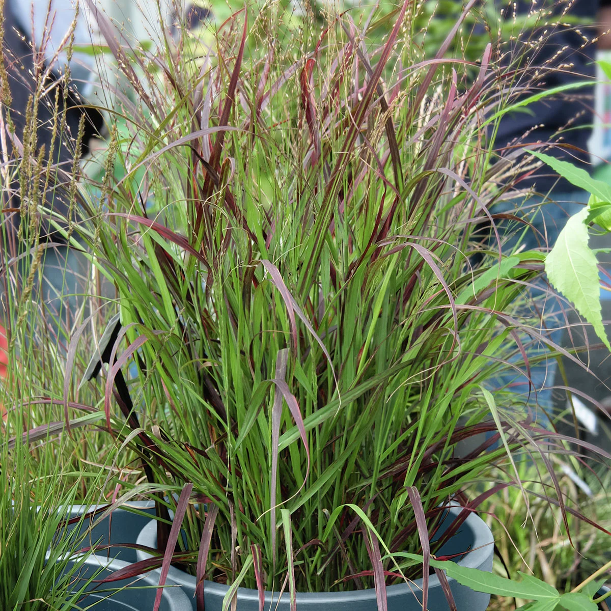 Rutenhirse Sangria, im ca. 14 cm-Topf