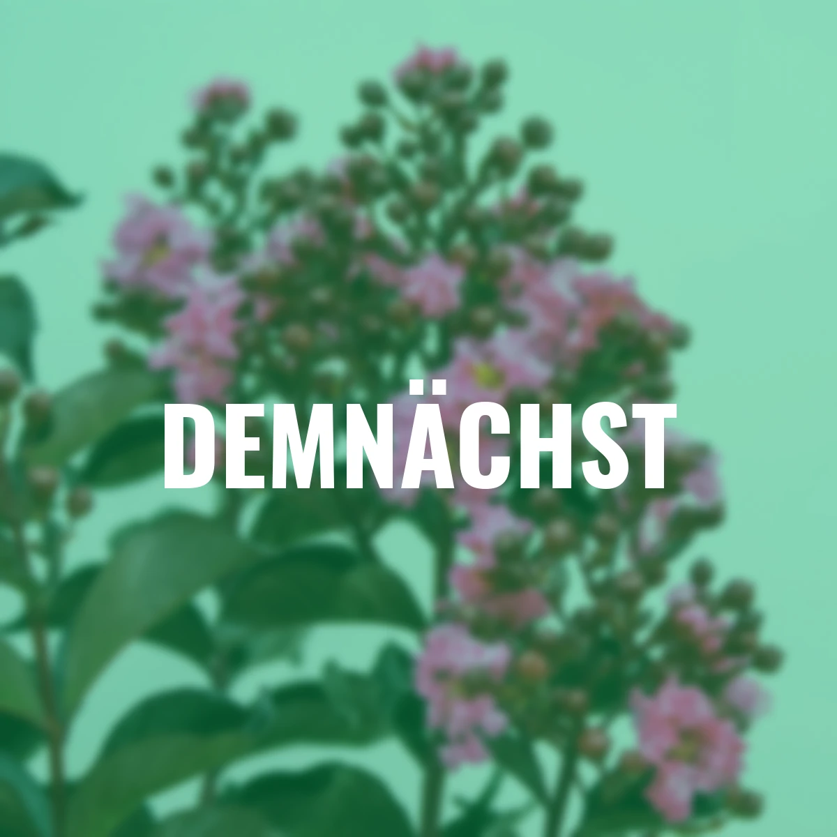 IndianerFlieder® Twilight Magic™