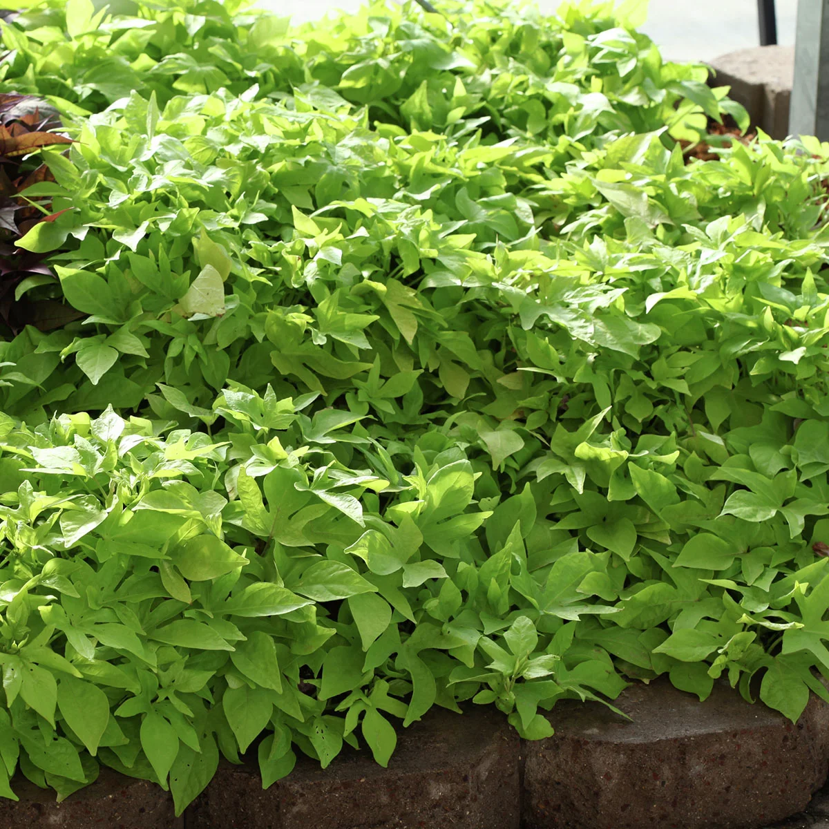 Kiwigrüne Blattschmuck-Ipomoea