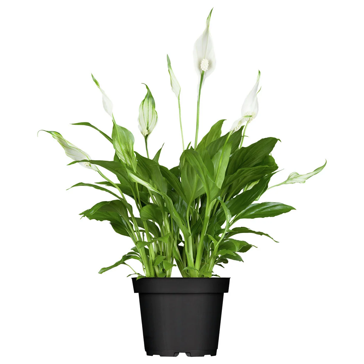 Einblatt, Höhe ca. 30-40 cm