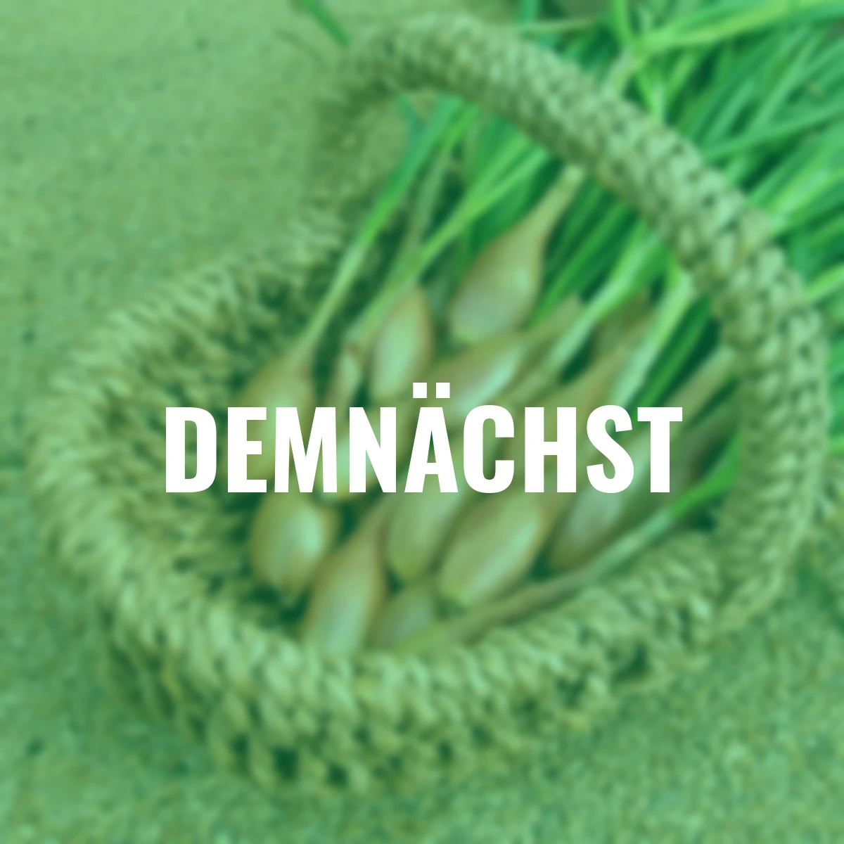 Schalotte Longor, 250 g