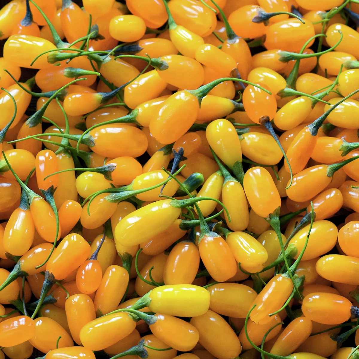 Goji-Beere Amber Sweet Goji