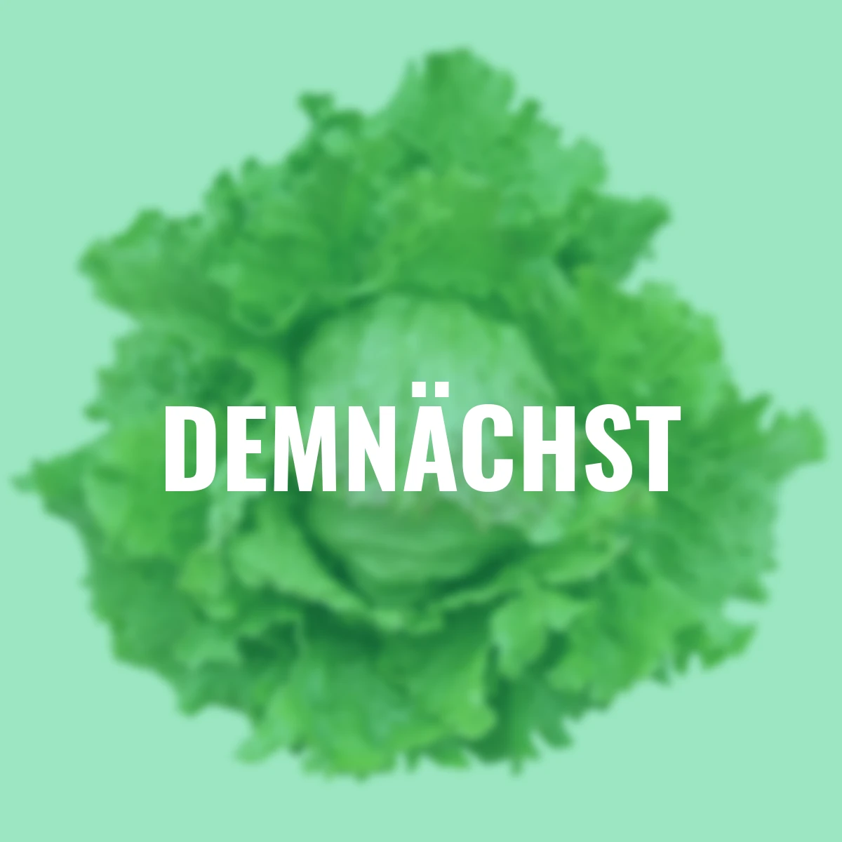 Saatgut-Holzbox Hochbeet, 8 Saatgut-Sorten