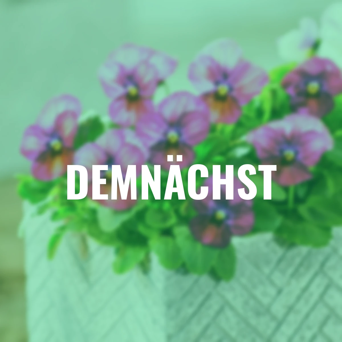 Mini-Hornveilchen Ice Babies® Caramel Pink