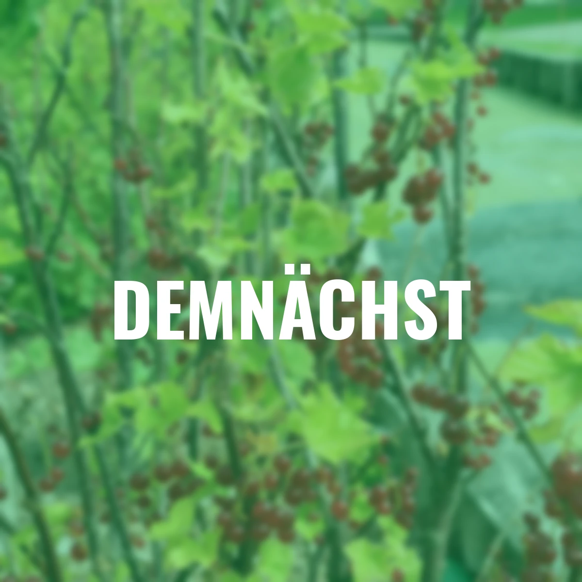 Rote Johannisbeere Jonkheer van Tets