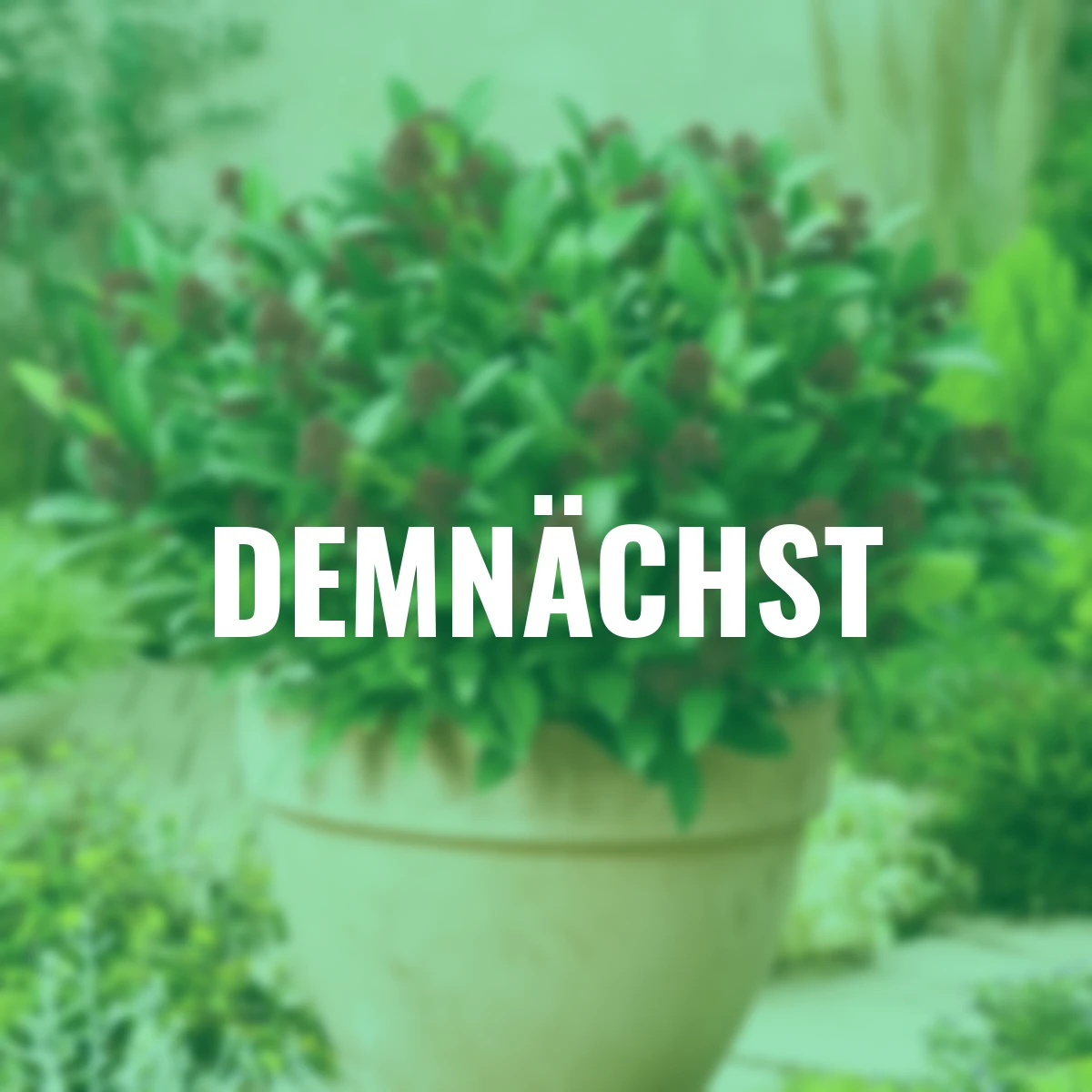 Japanische Blütenskimmie Rubella, im ca. 17 cm-Topf