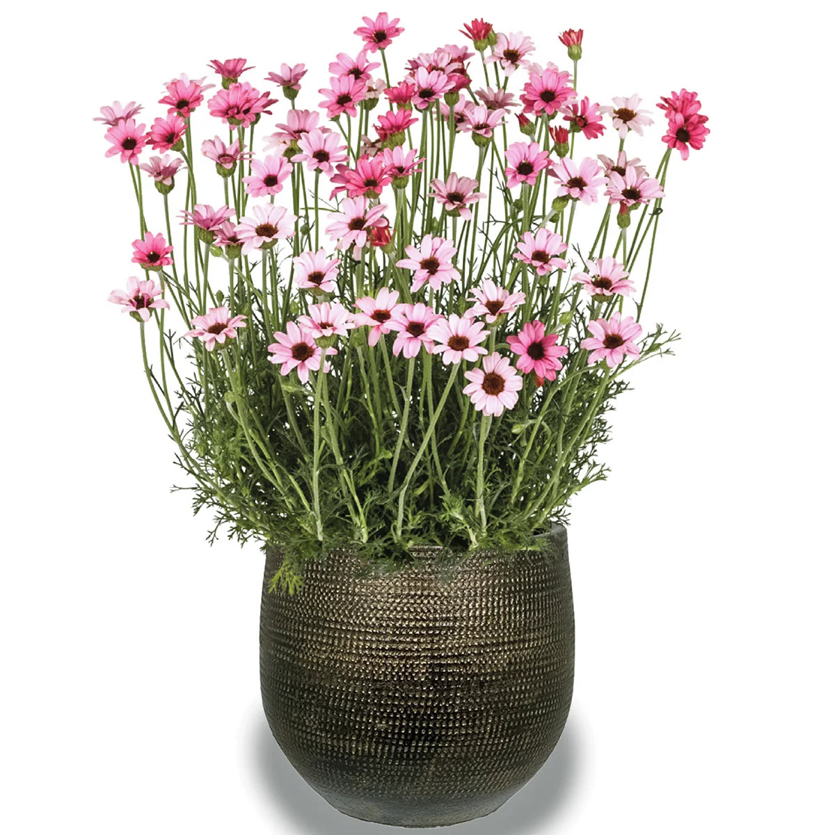 Marokkanische Margerite Zagora Pink