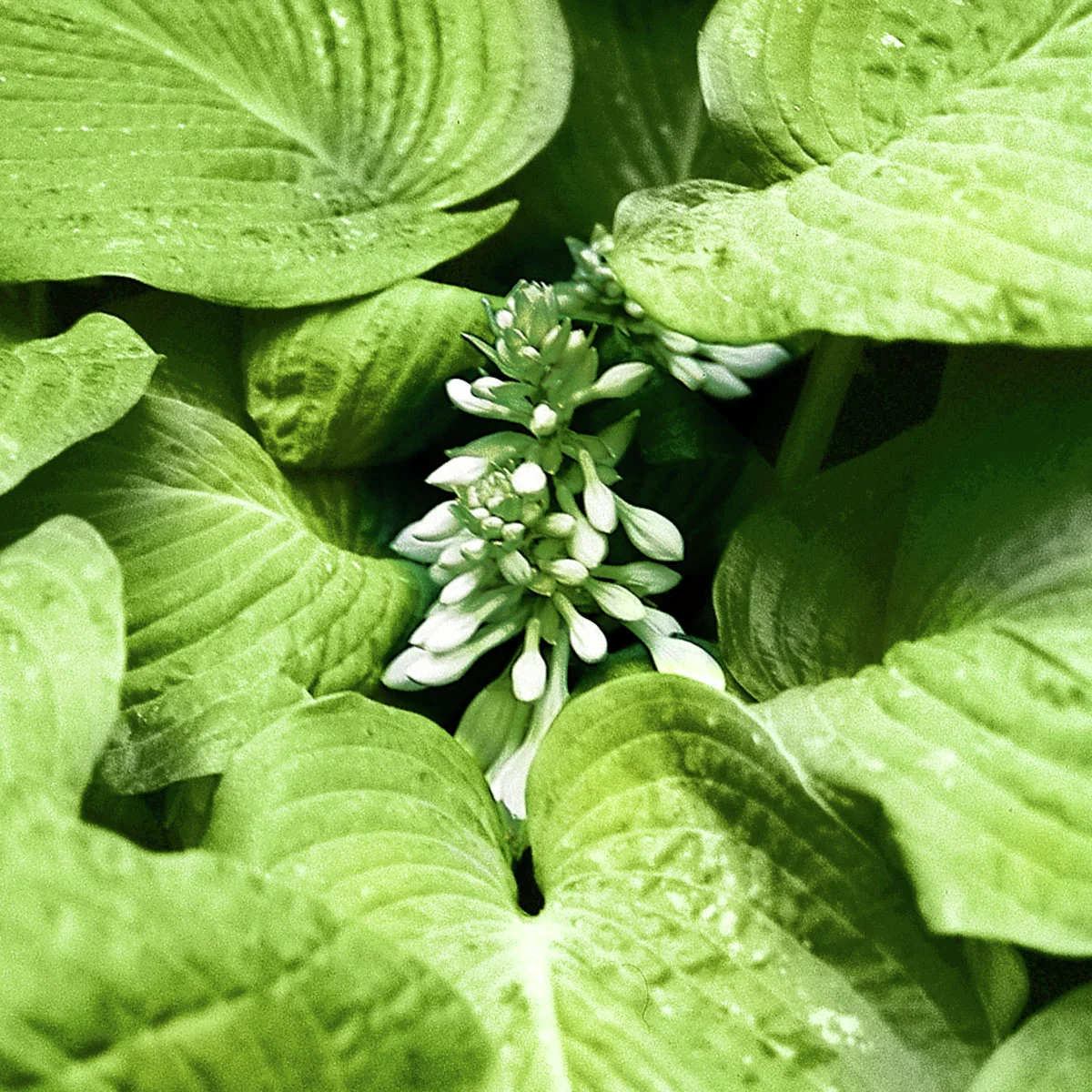 Riesen-Funkie Big Daddy