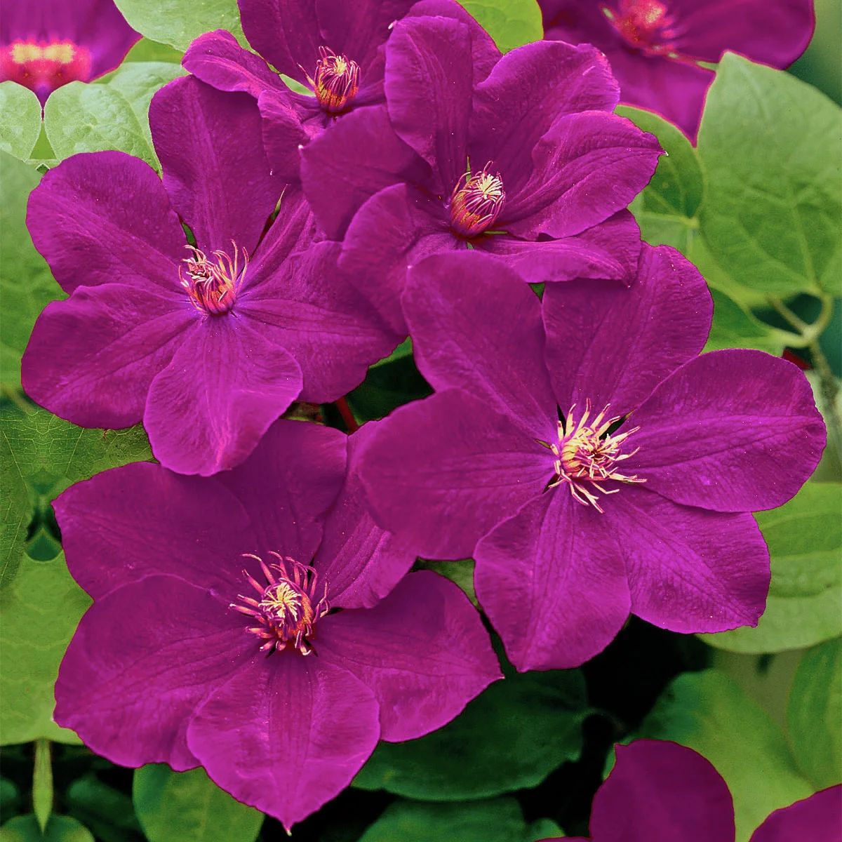 Clematis Rouge Cardinal