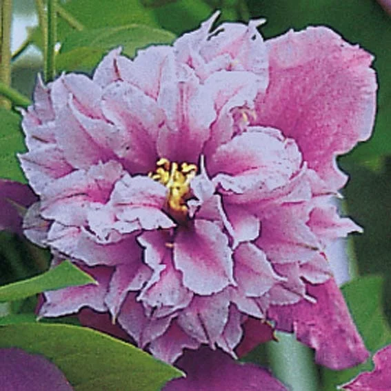 Clematis Piilu