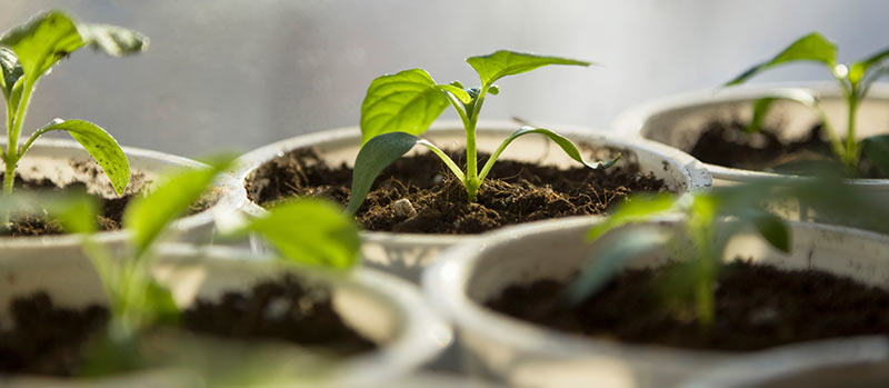 Stecklinge schneiden und bewurzeln