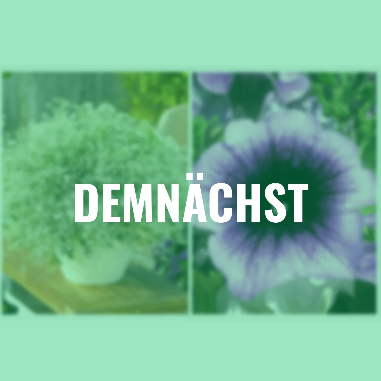 Sommerblumen-Set Sommerduett