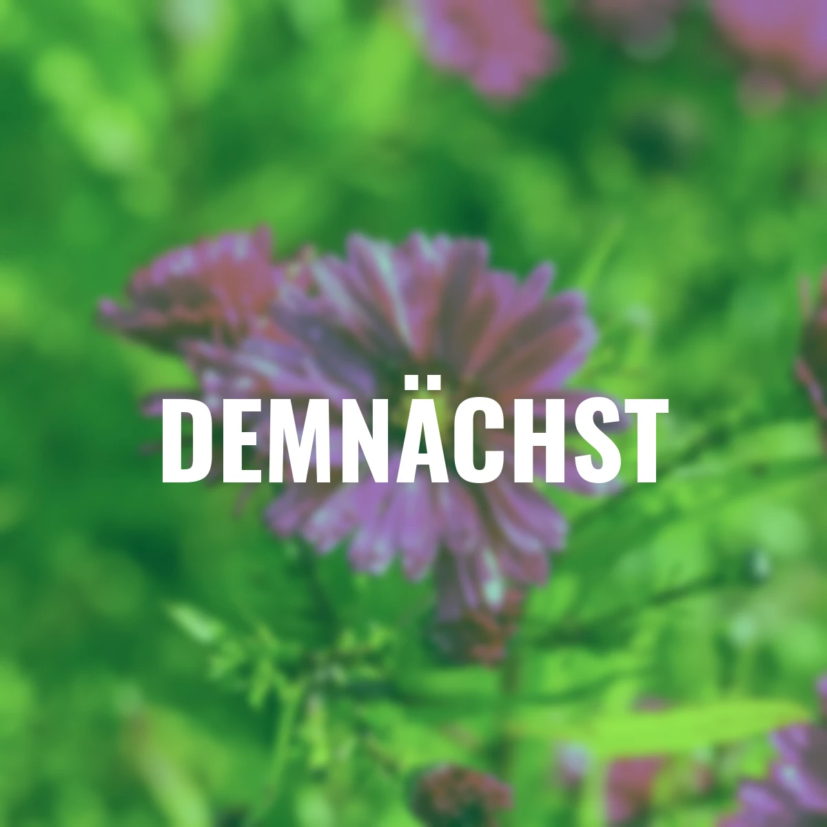 Glattblatt-Aster Crimson Borcade