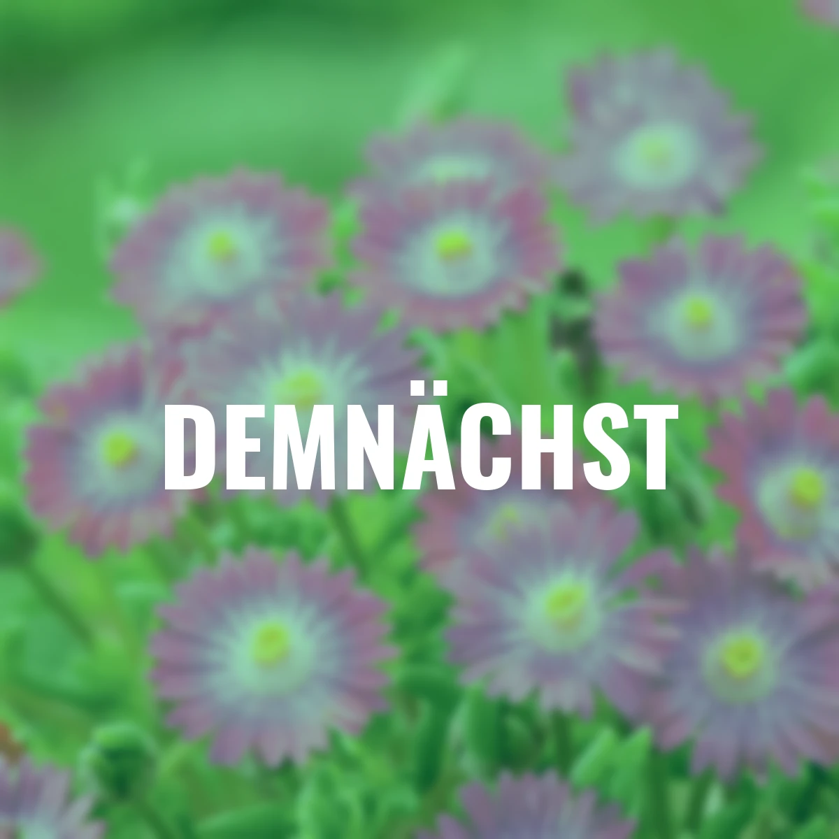 Mittagsblume Pink Ribbon