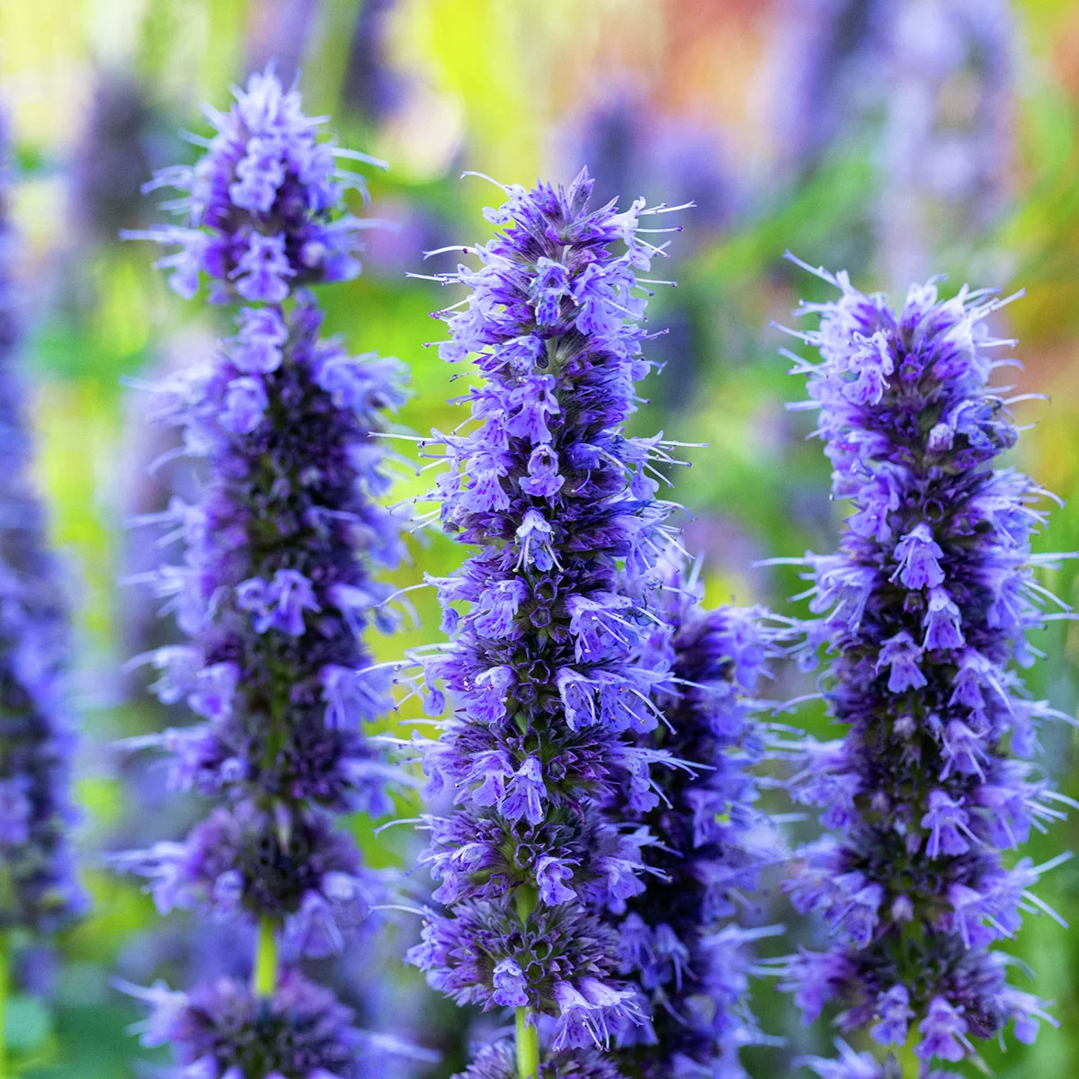 Duftnessel Blue Fortune