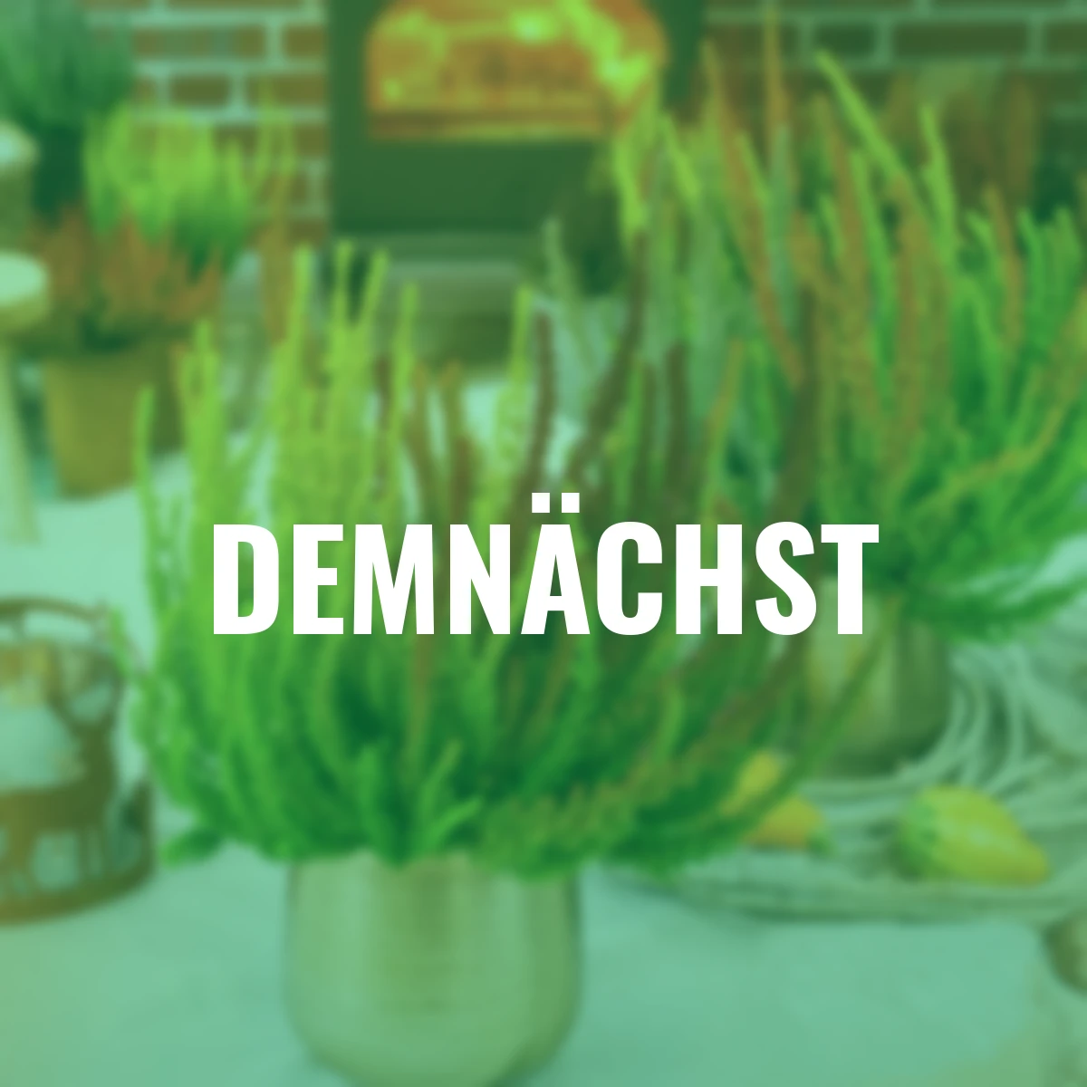 Knospenheide Gardengirls® Sunset Fire Trio