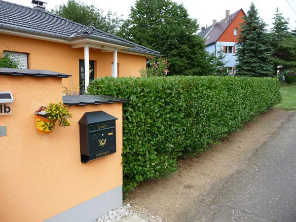 Ovalblättriger Liguster