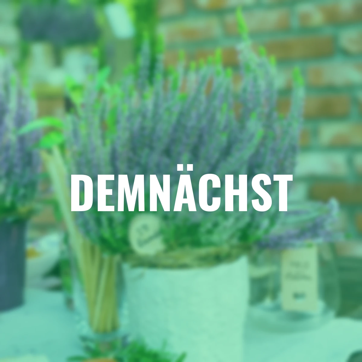 Knospenheide Gardengirls® Herbstlavendel