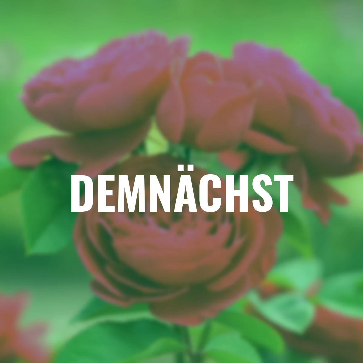 Sense of Love®-Duftrose André Rieu™