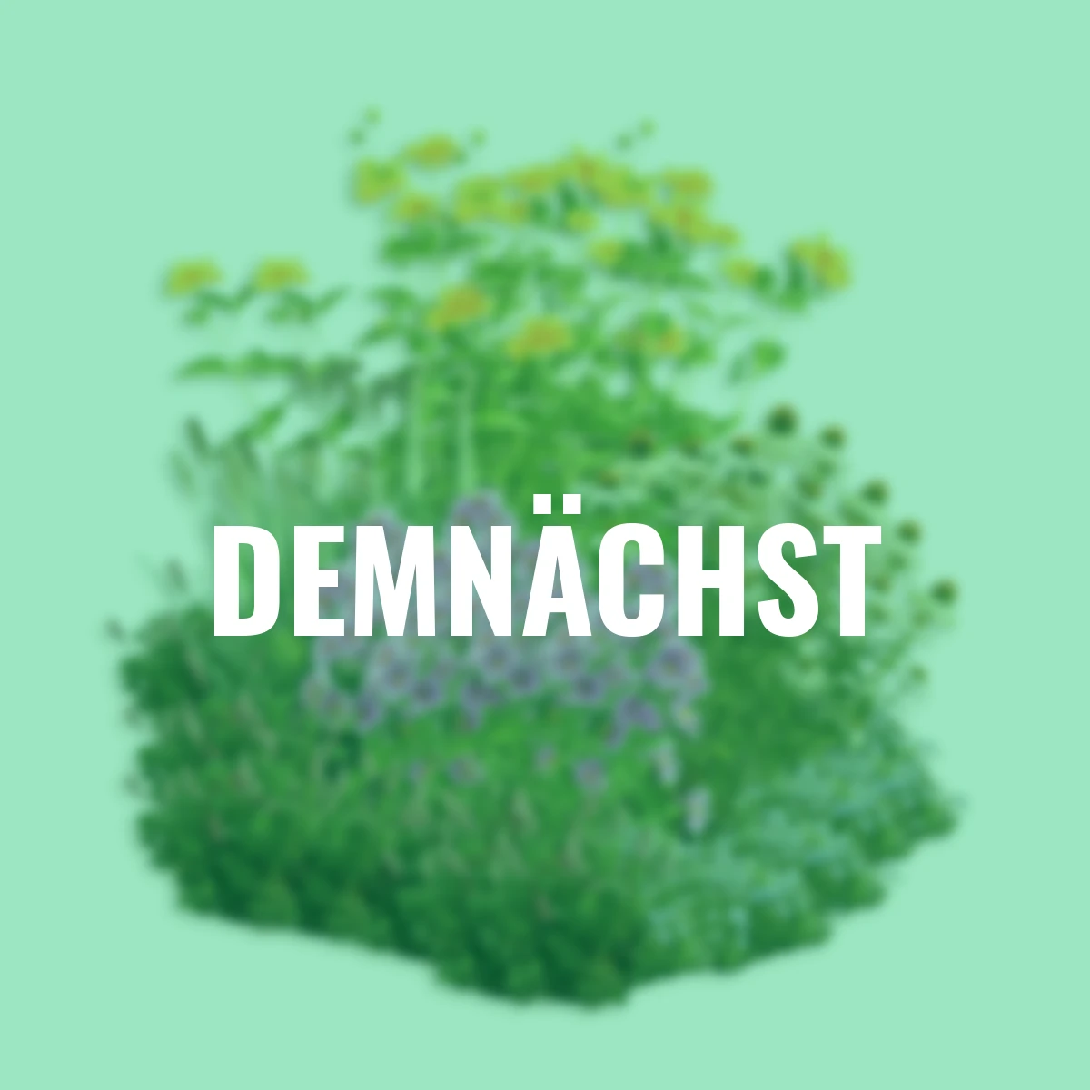 Stauden-Set Herbst-Mix