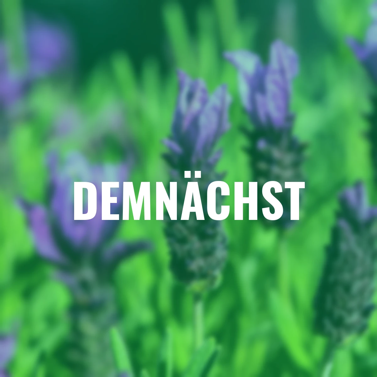 Schopflavendel Lavinia Purple