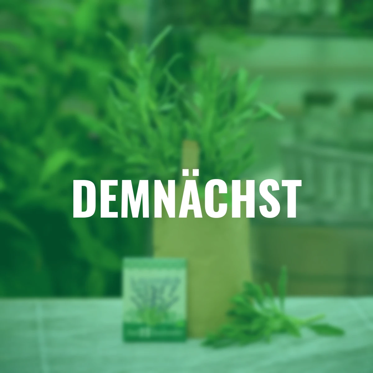 Minigarten - Echter Lavendel - BIO