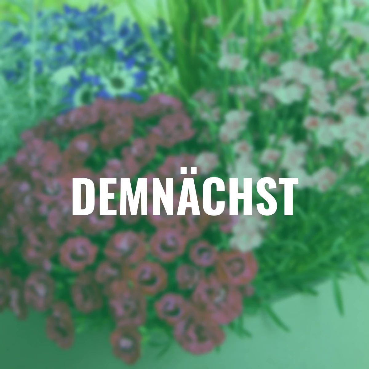 Gartennelke Early Love