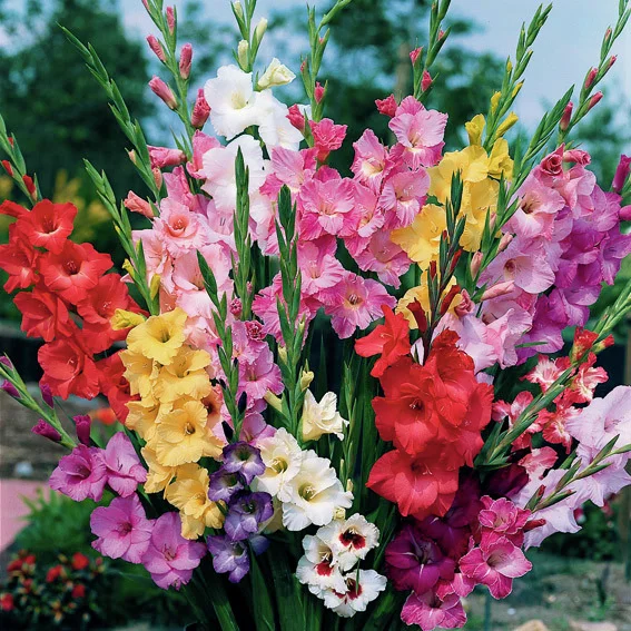 Gladiolen Beet- und Schnittmischung, 7 Sorten