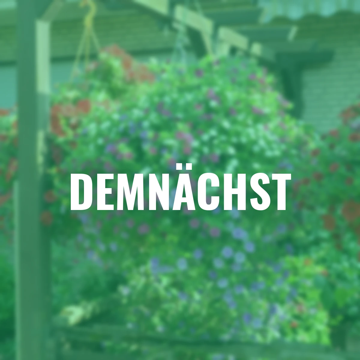 Trio Rosen-Zauberglöckchen, weiß/ lilablau/ rosa