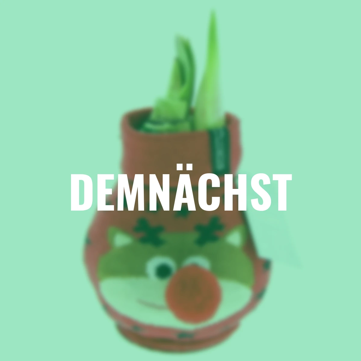 Amaryllis in Rentierchen-Socke