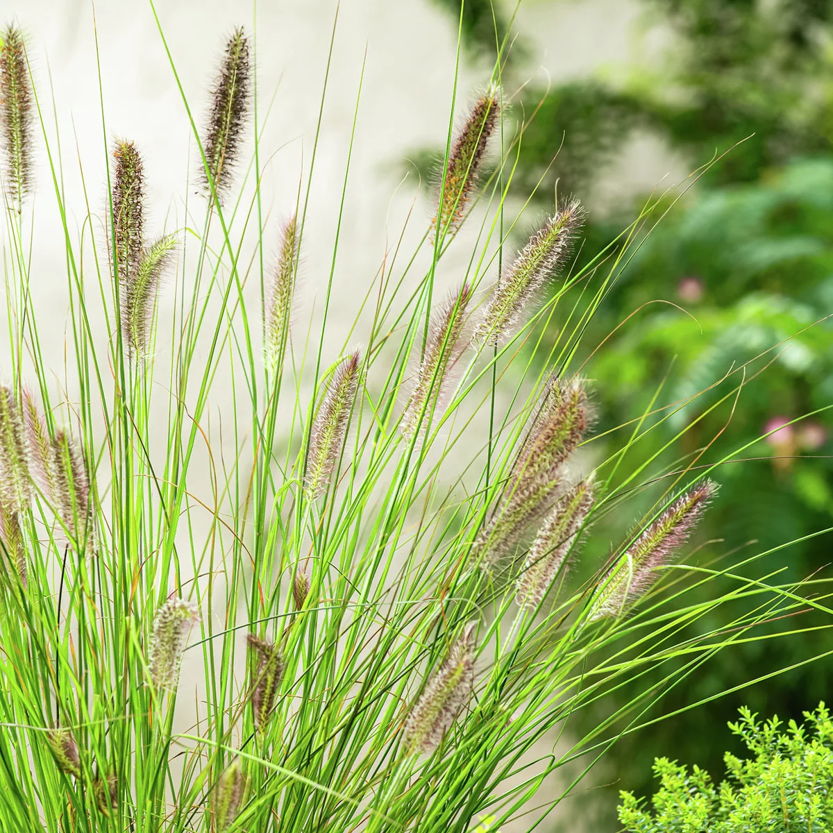 Lampenputzergras Hameln, im ca. 14 cm-Topf