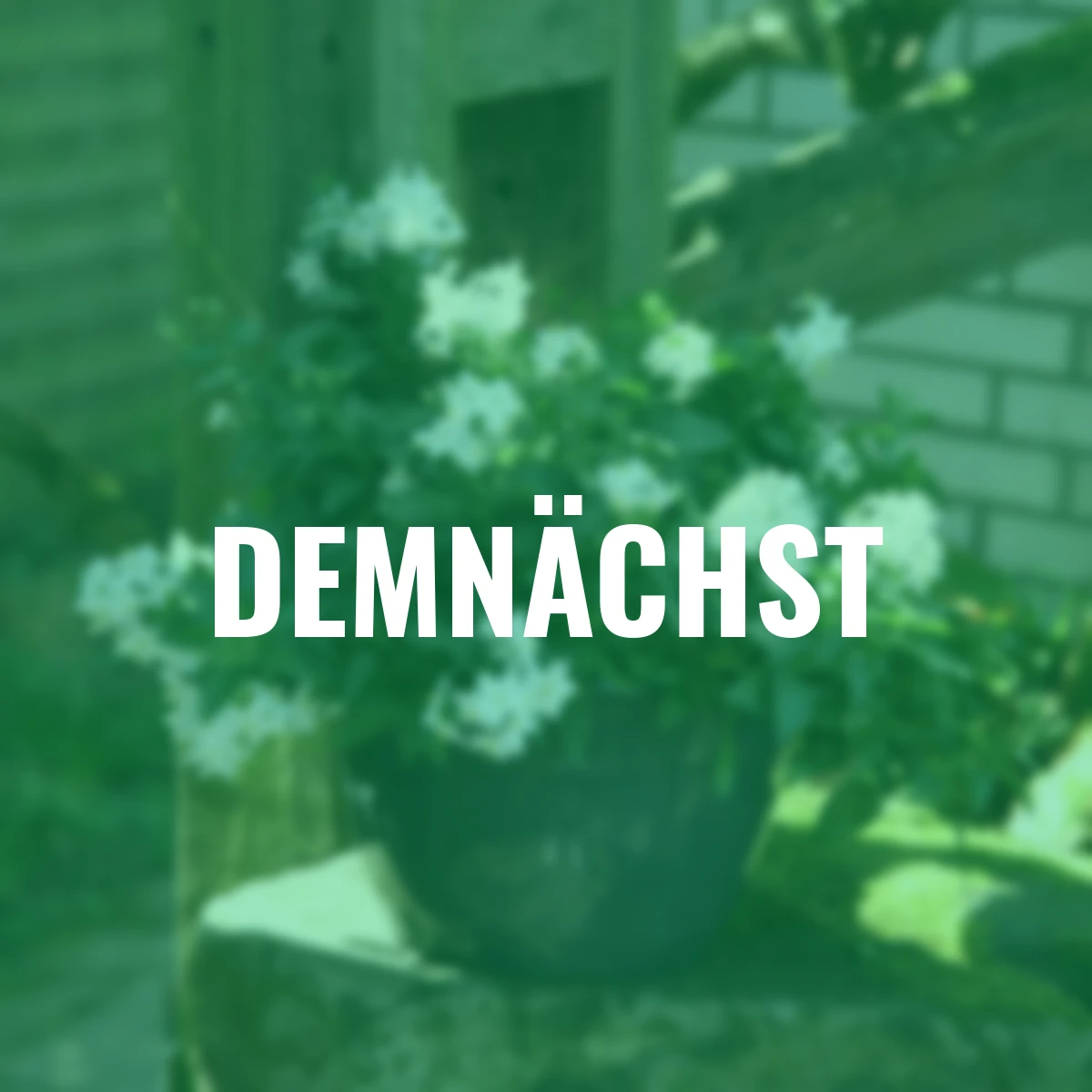 Sommer-Jasmin-Busch, weiß