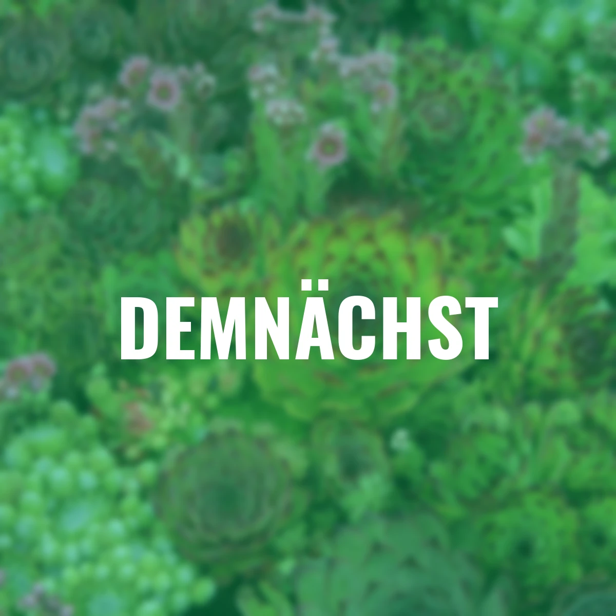 Stauden-Set Hauswurz Spezial