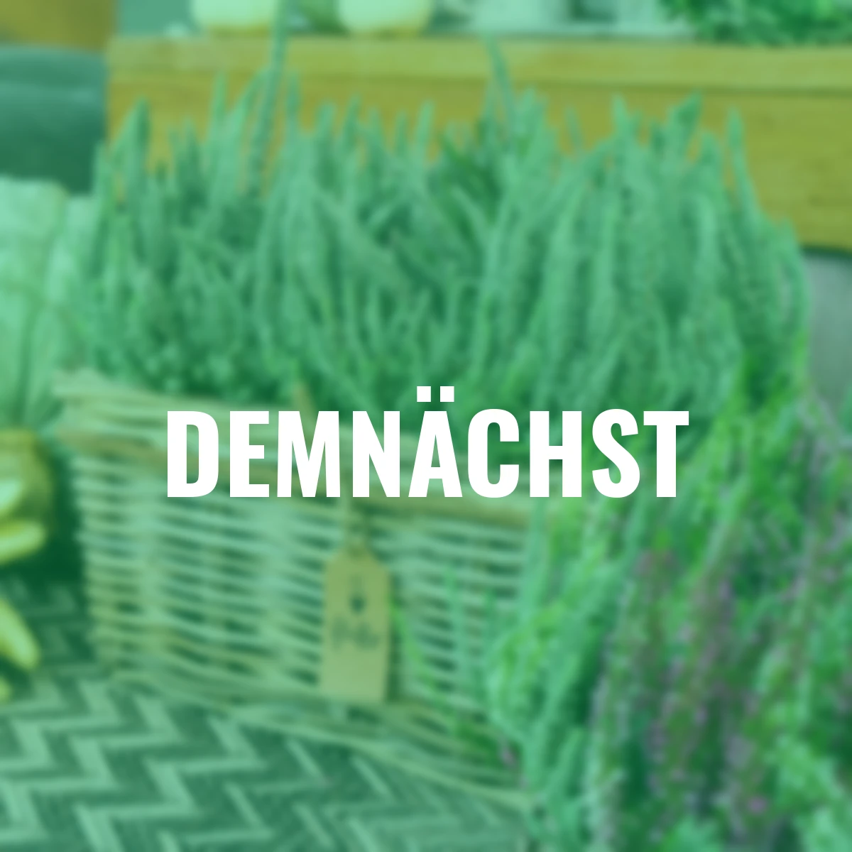 Knospenheide Gardengirls® Fluffy