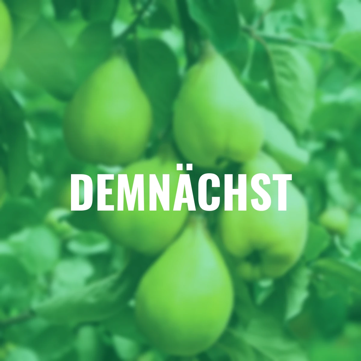 Portugiesische Birnen-Quitte