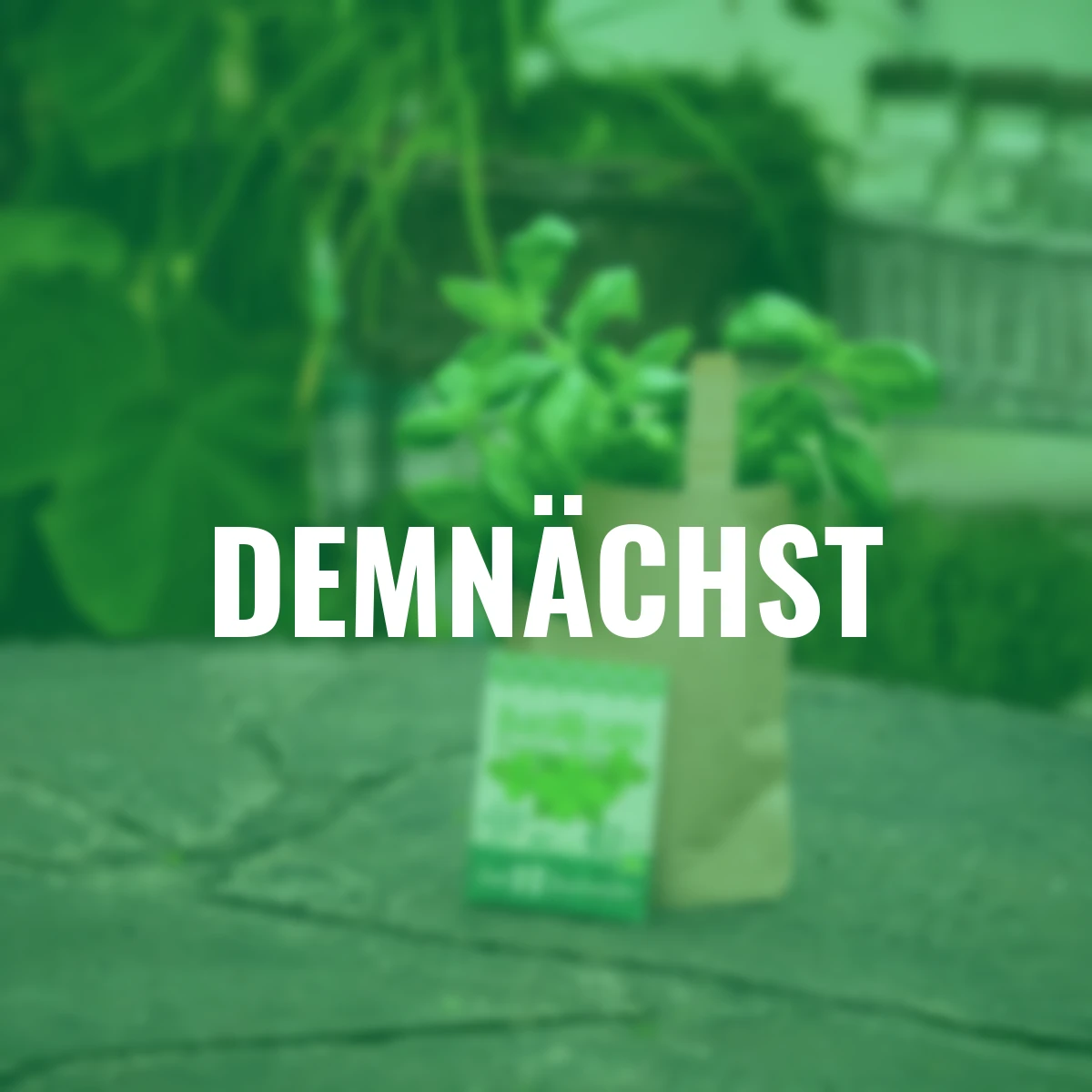 Minigarten - Basilikum - BIO