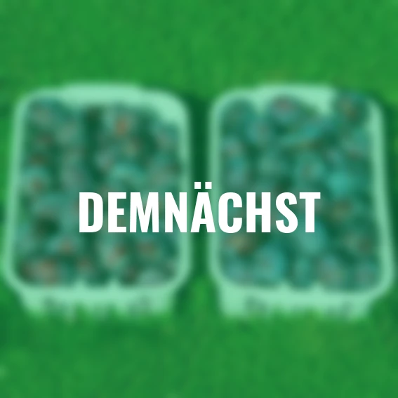 Blaue Säulen-Pflaume