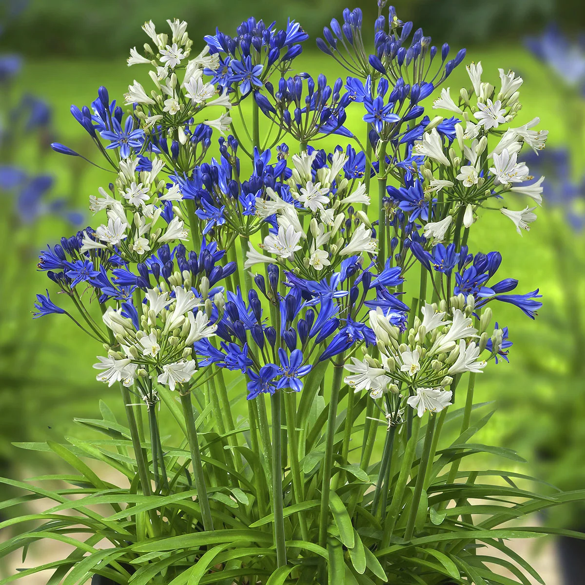 Schmucklilien Summerlove-Mischung