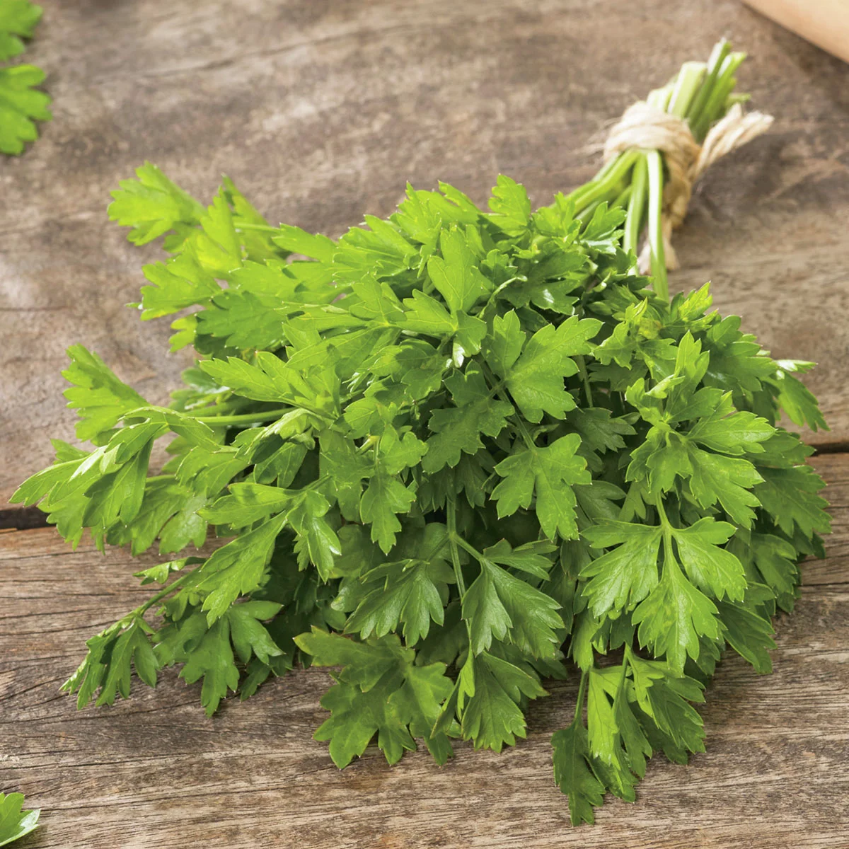 Kräuterpflanze Glatte Petersilie