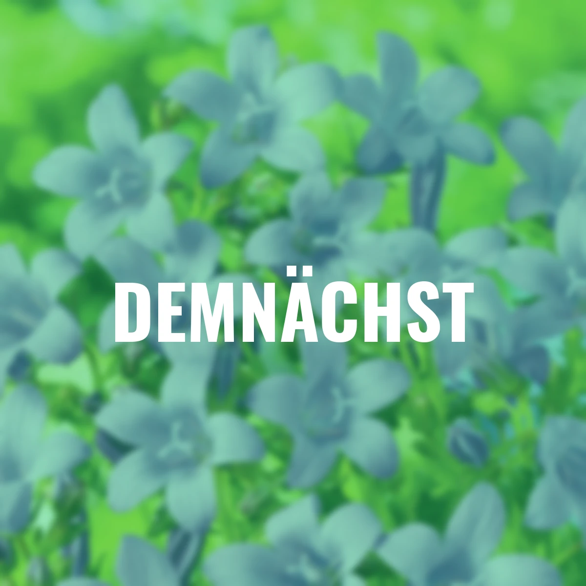 Glockenblume, violett, im ca. 13 cm-Topf