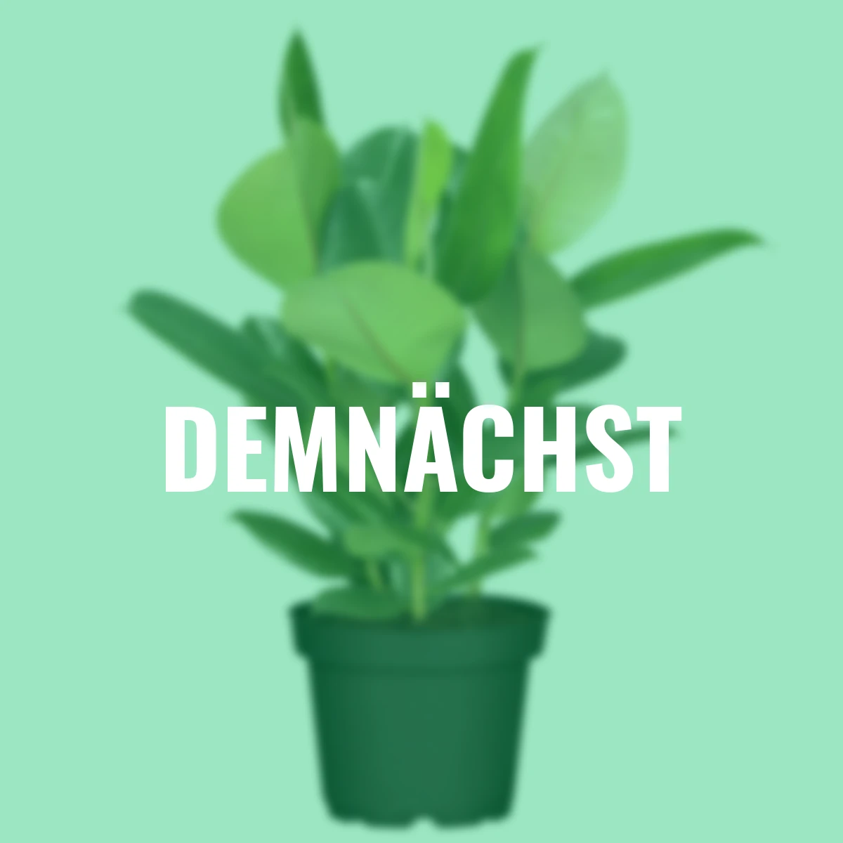 Premium Feigenbaum, Höhe ca. 90-100 cm